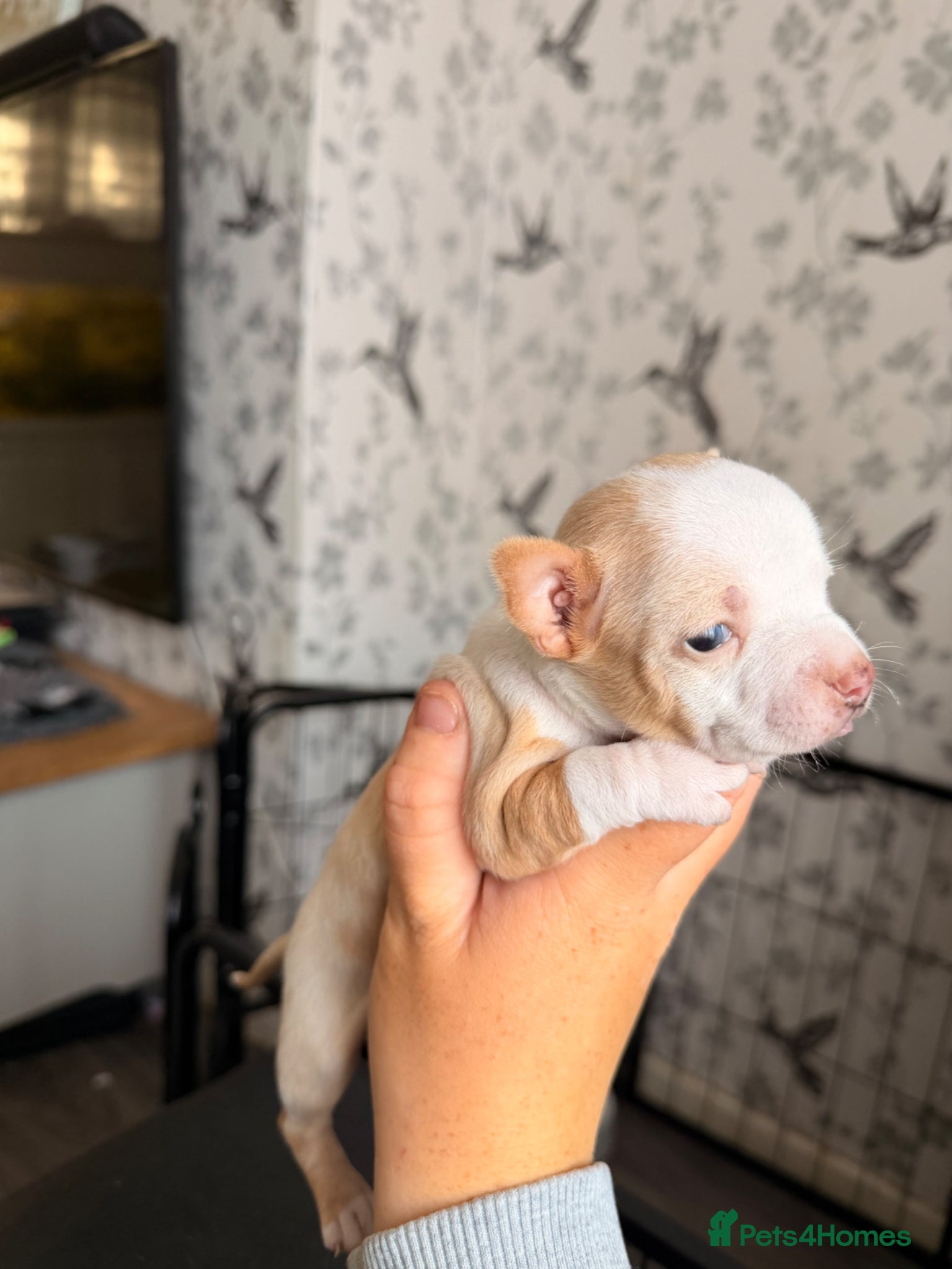Chihuahua dogs Two male chihuahua puppies - Advert 1