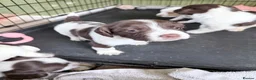Sprocker dogs for sale: Chunky Sprocker spaniels  - Advert 4