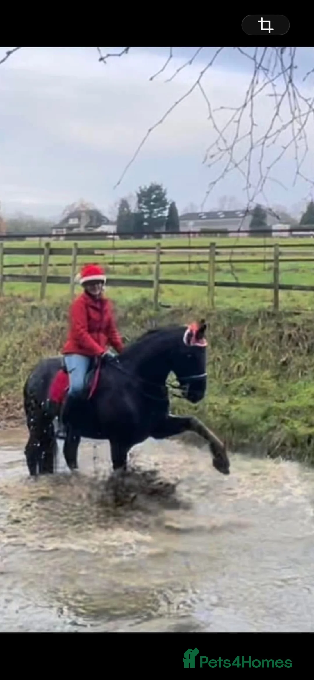 Friesian horses for sale: 15.3 black Friesian gelding, 11 yrs - Advert 10