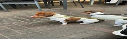 Jack Russell dogs for stud: Barry! - Advert 5