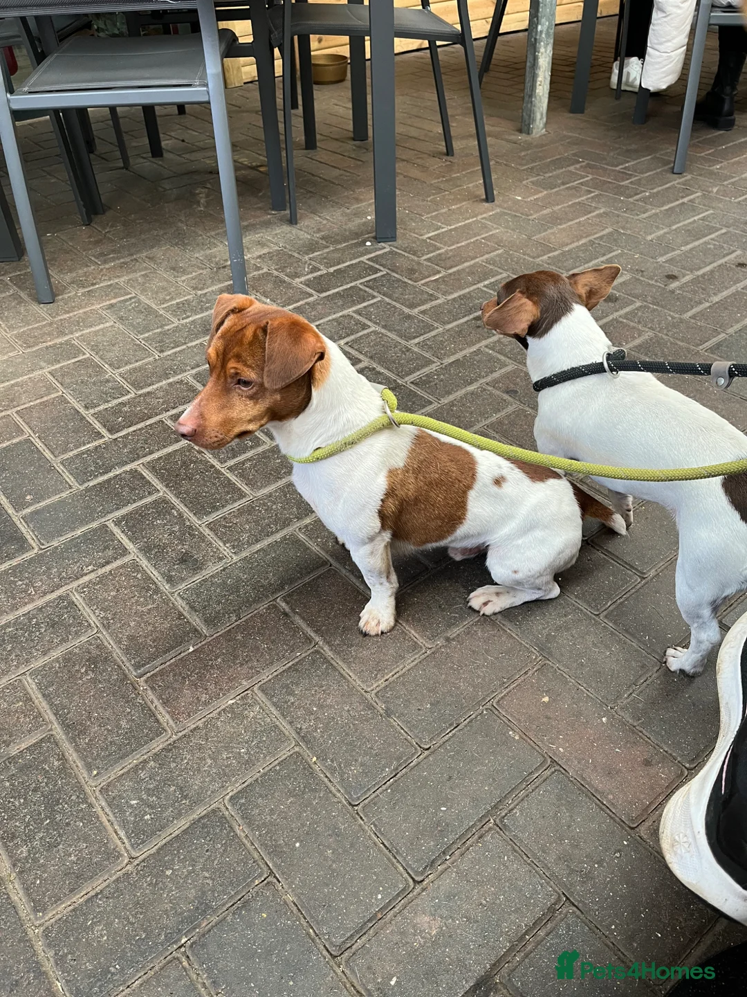 Jack Russell dogs for stud: Barry! - Advert 5