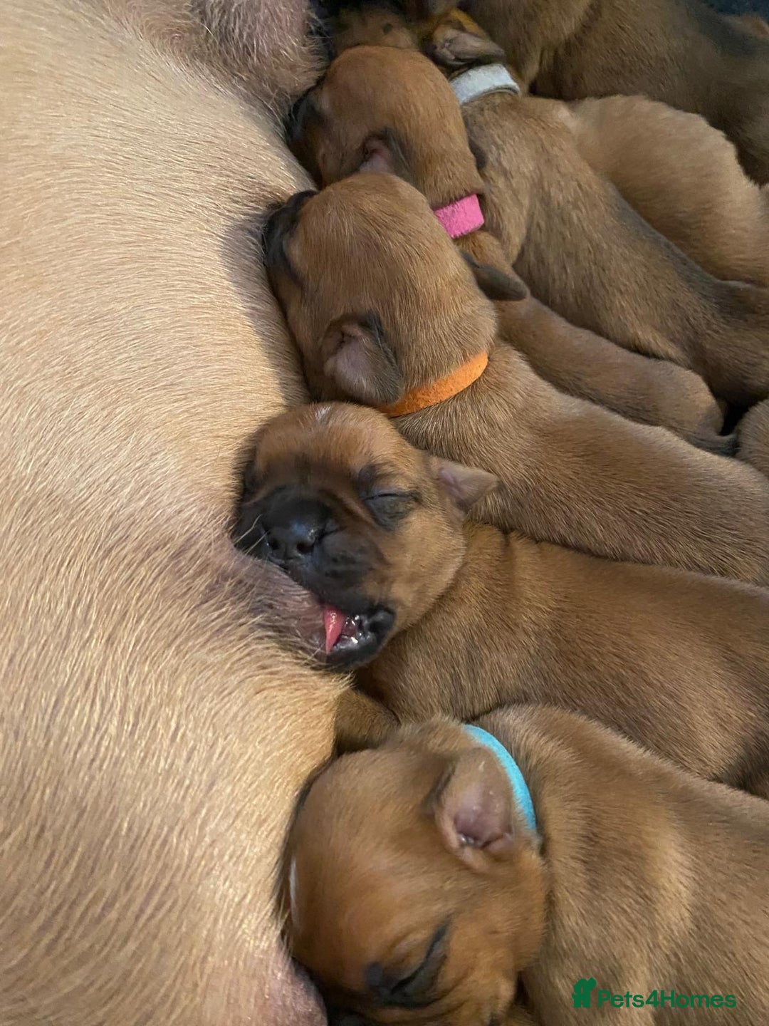 Boxer dogs for sale: 10 Boxer X Puppies - Ready 13th October - Image 27