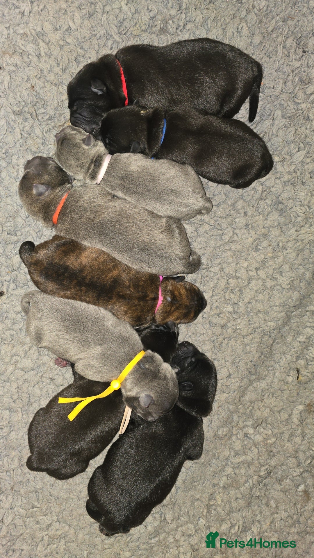 Mixed Breed dogs for sale: Chaffy puppies - Image 10