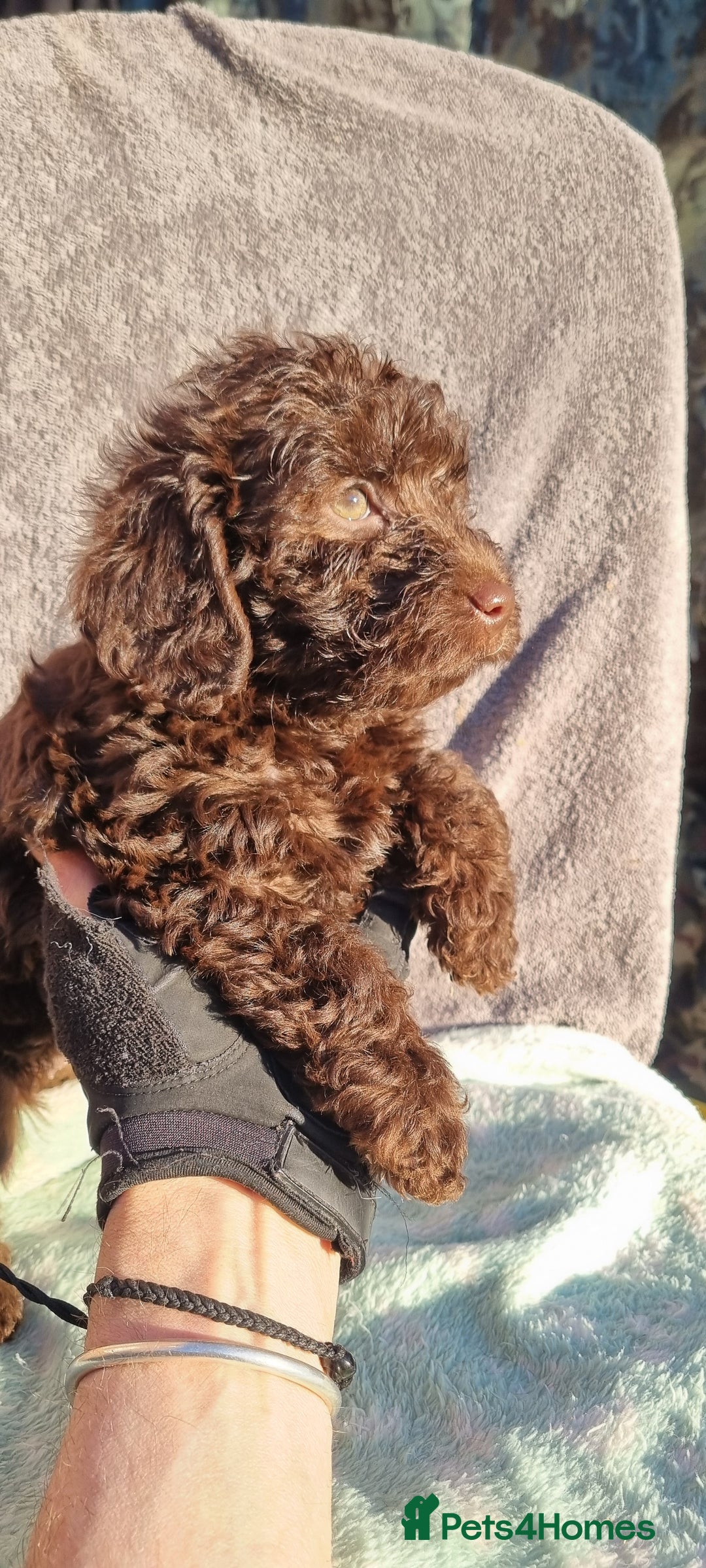 Westiepoo dogs for sale: WESTIEPOOS MAGiCAL X's SUPER SMOOTH SILKY n SOFT - Advert 14