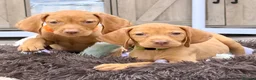 Hungarian Vizsla dogs for sale: The Golden Hearted Guardians Chapter🥈 - Advert 12