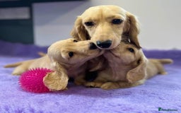 Miniature Dachshund dogs for sale: Miniature long haired cream dachshund. KC reg/PRA - Image 8