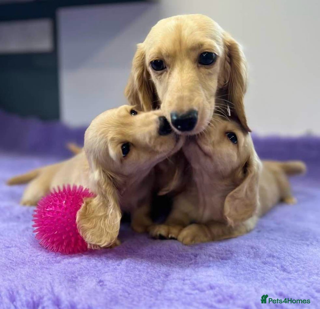 Miniature Dachshund dogs for sale: Miniature long haired cream dachshund. KC reg/PRA - Image 8