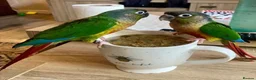 Conures birds for sale: Two Female Green Cheek Conures with Cage in Glasgow - Advert 2