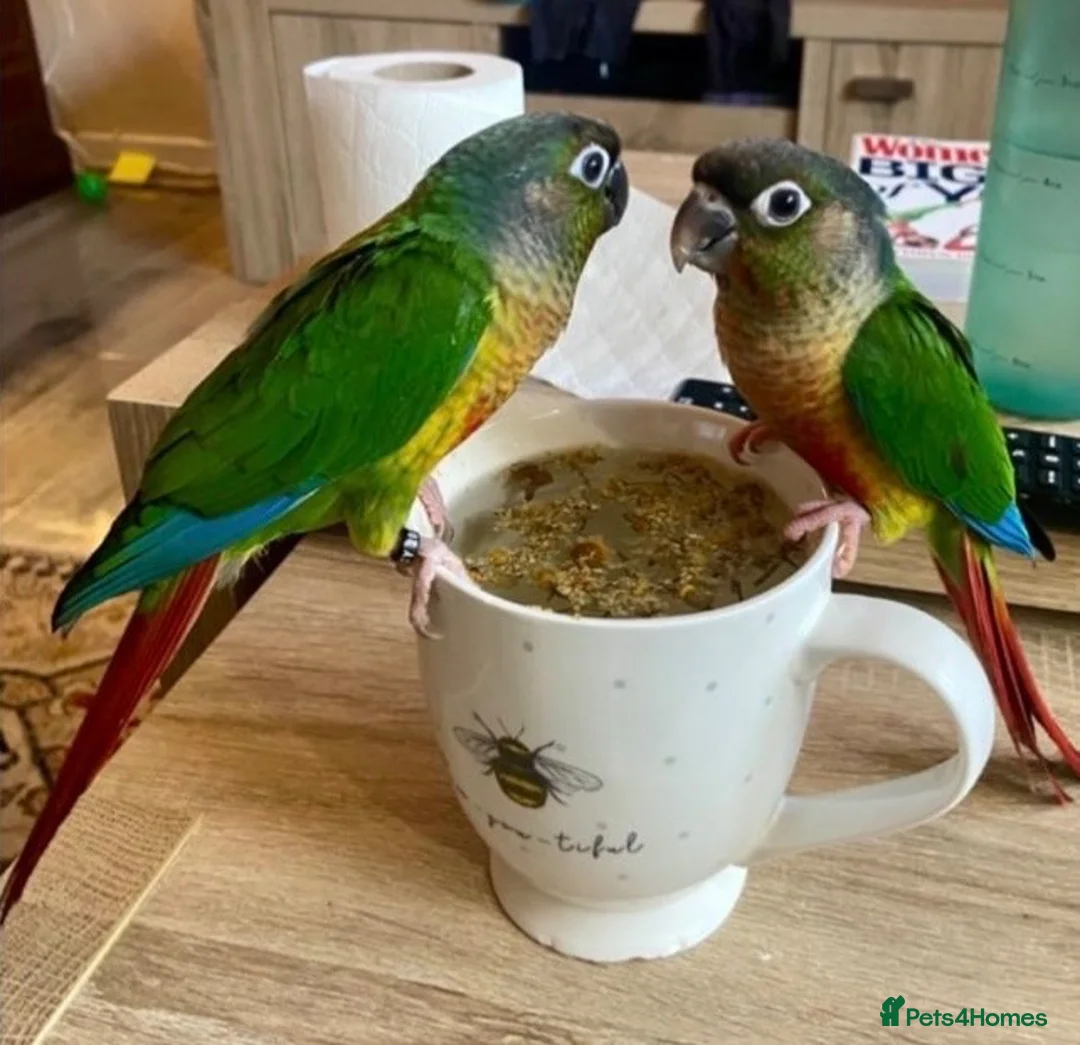 Conures birds for sale: Two Female Green Cheek Conures with Cage in Glasgow - Advert 2