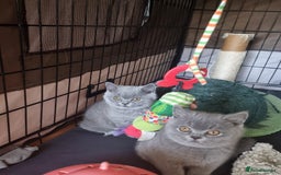 British Shorthair cats for sale: 3 Left Blue BSH Kittens Healthy GCCF Pedigree  - Image 9