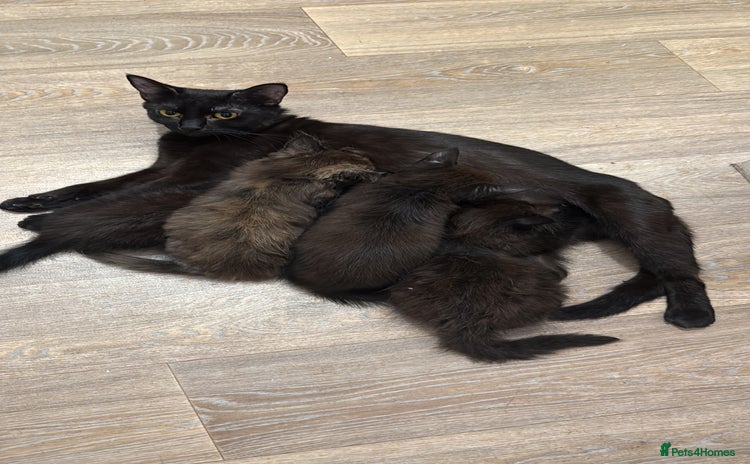 Mixed Breed cats - Advert 15