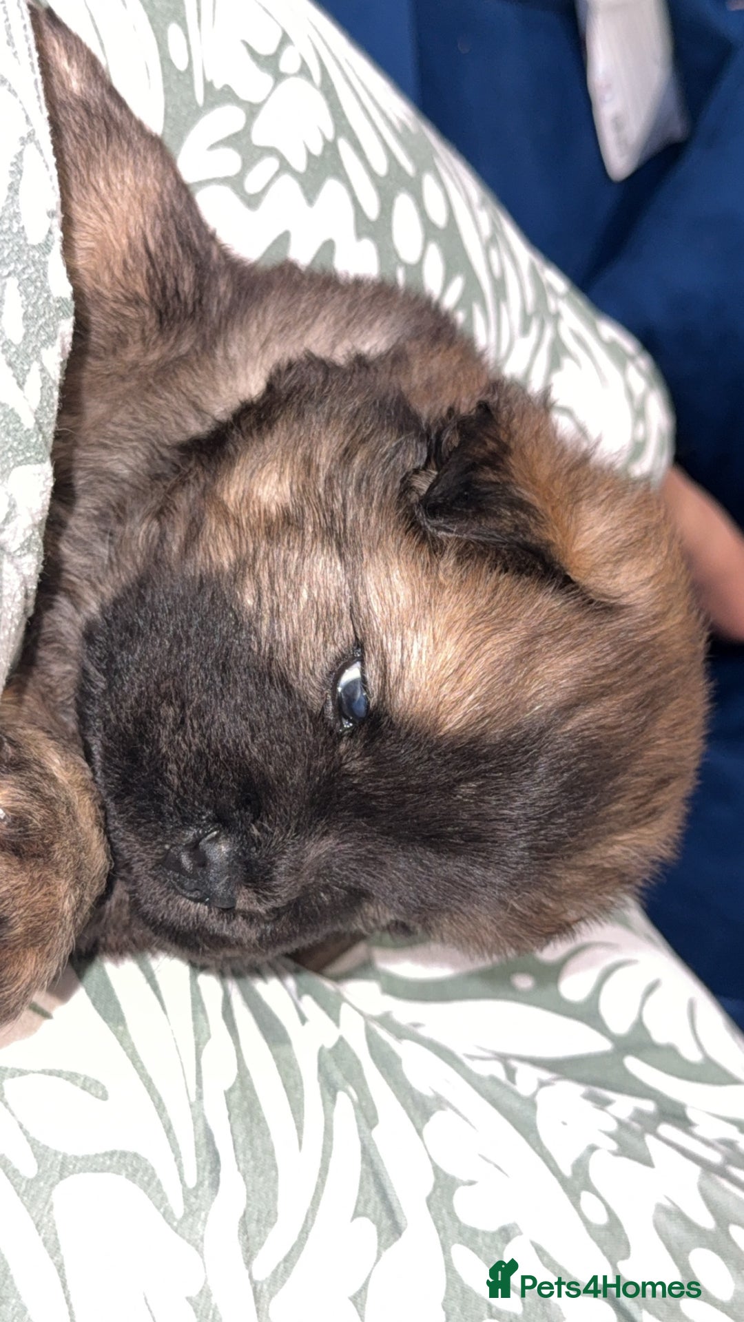 Chow Chow dogs for sale: Chow chow puppies  - Advert 29