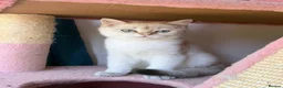 British Shorthair cats for sale: Gorgeous Golden & white British shorthair kitten - Advert 8
