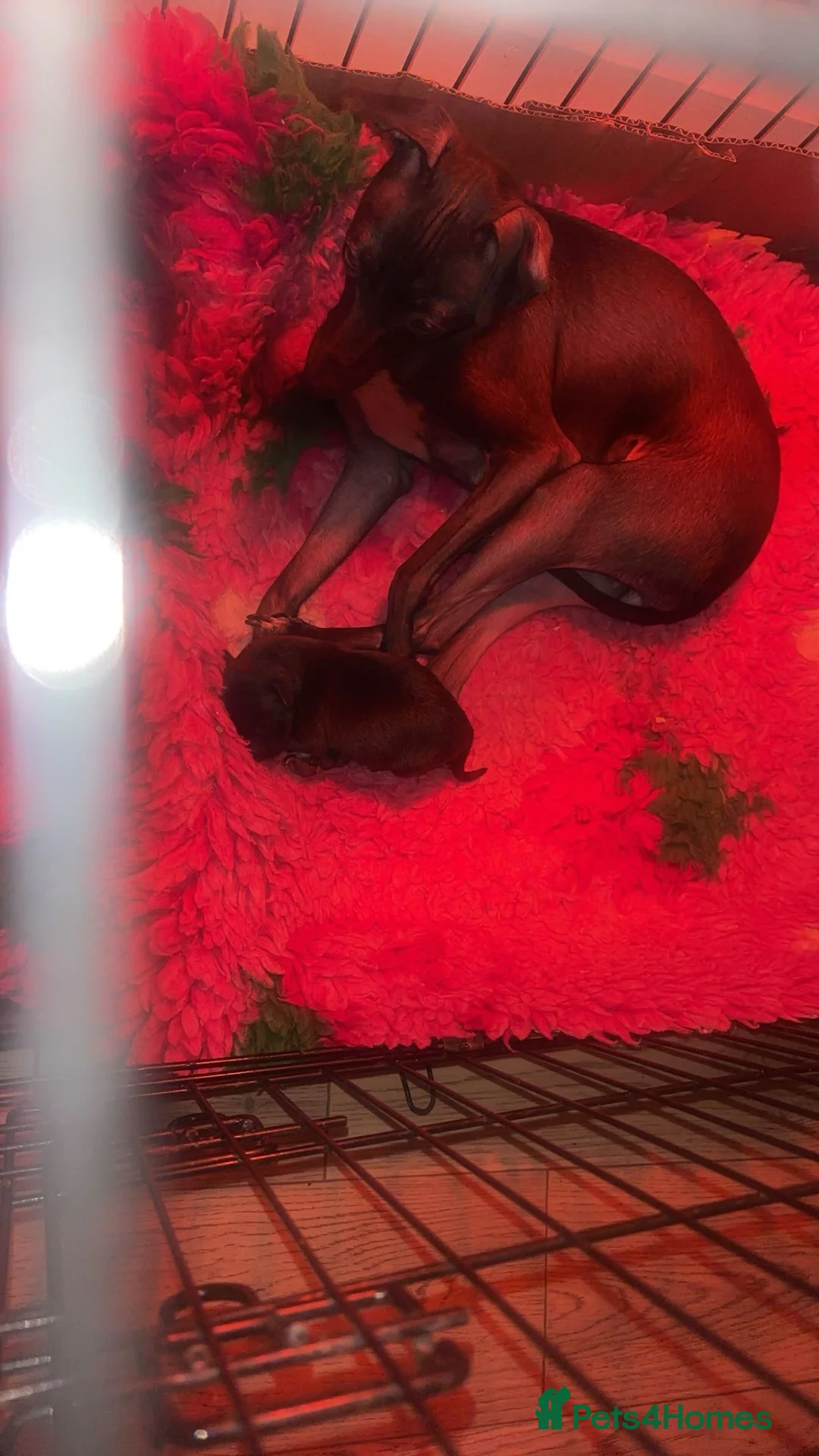 Mixed Breed dogs for sale: Italian greyhound x toy poodle  - Advert 2