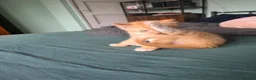 Sphynx cats for sale: Sphynx / Devon Rex Mix Kittens Ready Homes - Advert 20