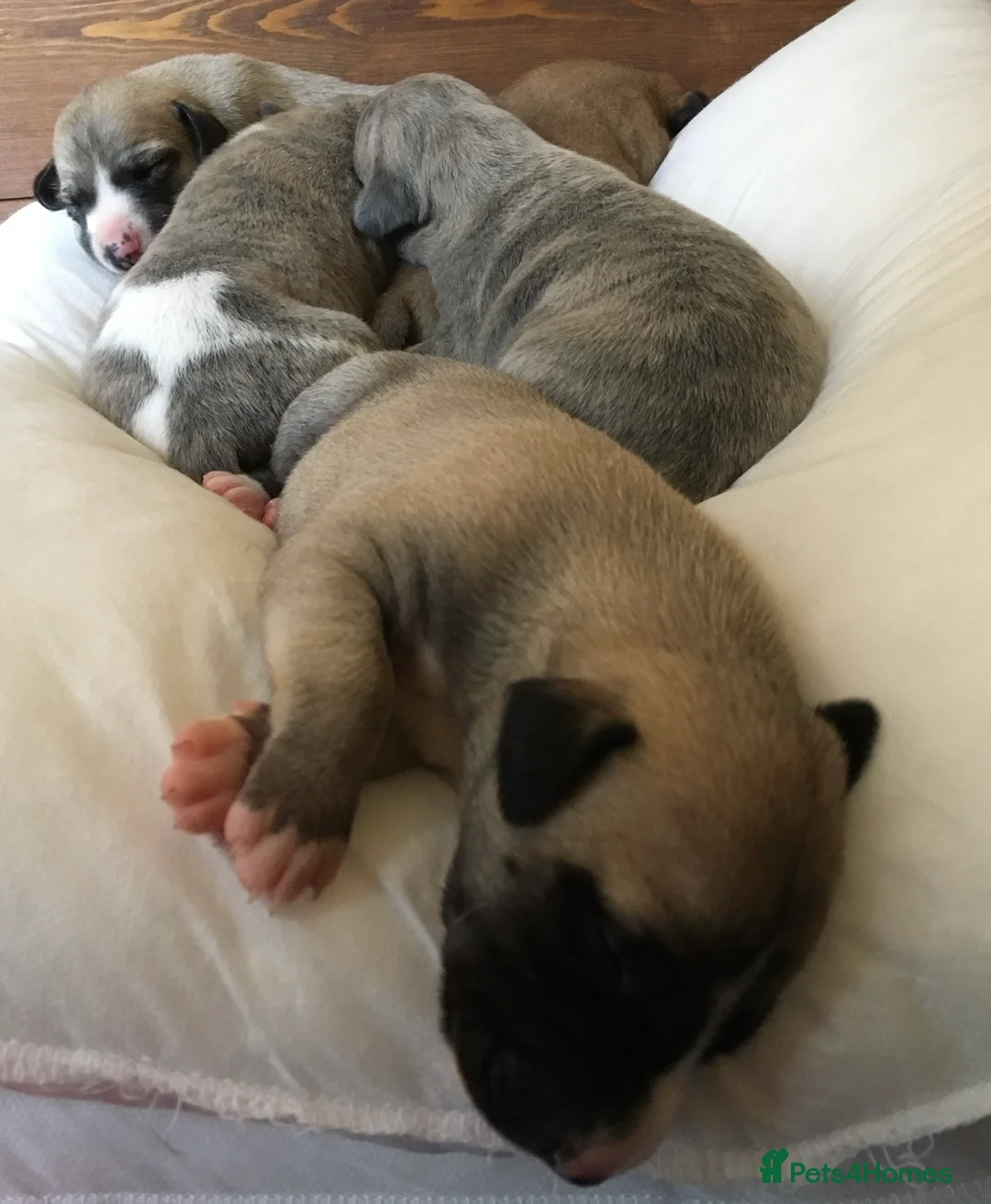 Whippet dogs for stud: KC Reg Heart Tested Gorgeous Fawn Whippet at Stud  in Bristol - Advert 15