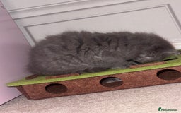 British Longhair cats for sale: Female kitten for sale  - Image 3