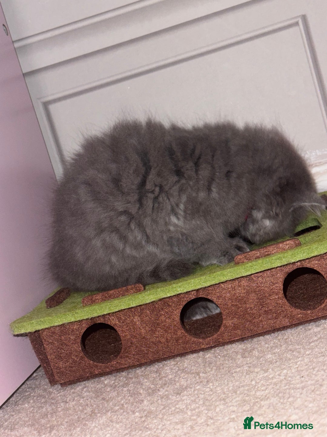 British Longhair cats for sale: Female kitten for sale  - Image 3