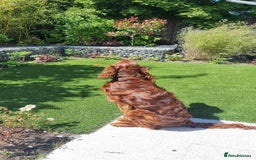 Irish Setter dogs for sale: Irish Red Setter - Image 4