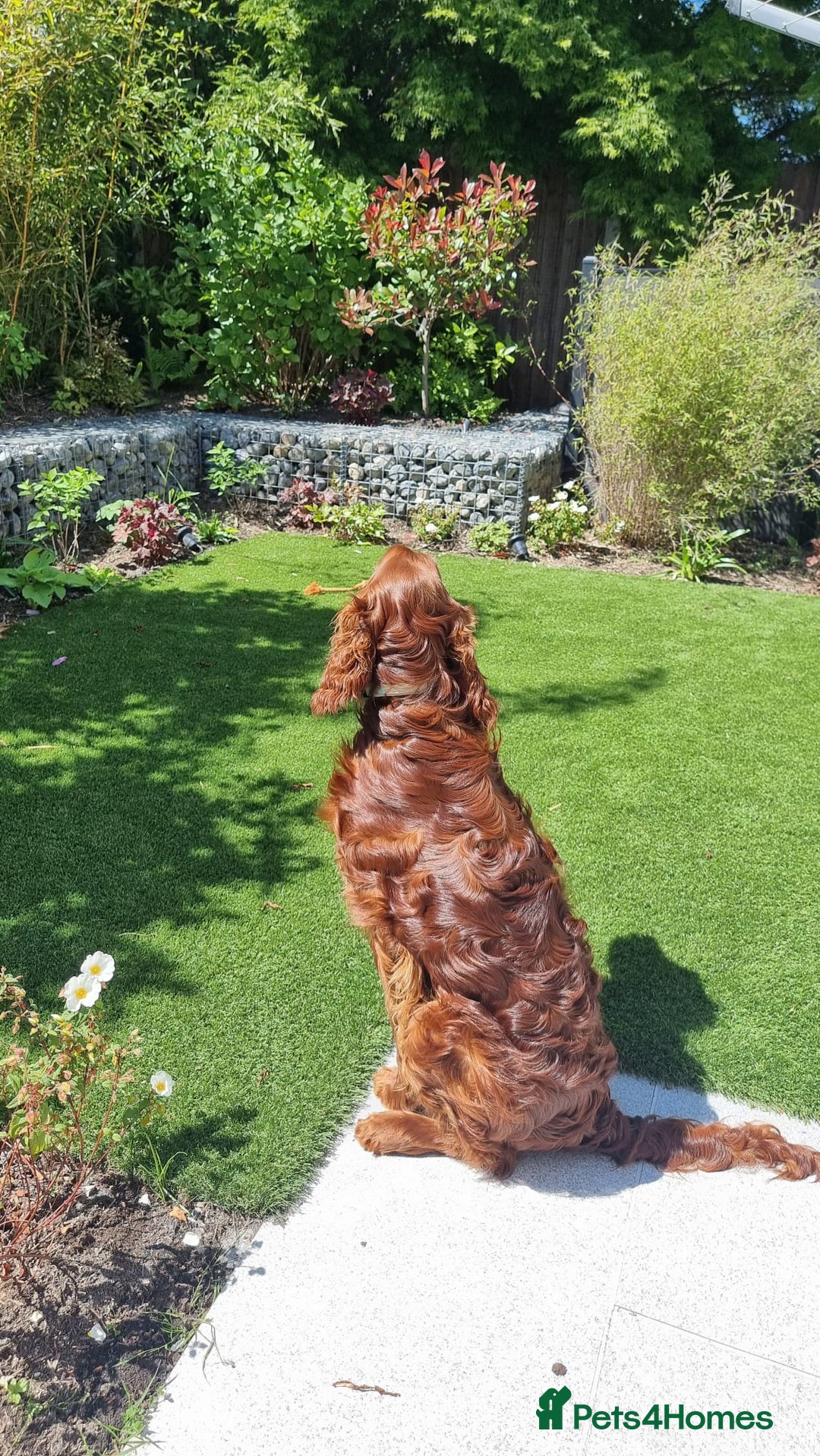 Irish Setter dogs for sale: Irish Red Setter - Image 4