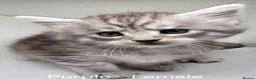 Maine Coon cats for sale: Maine Coon Kittens For Sale (Ready Soon) - Advert 15