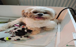 Lhasa Apso dogs for sale: Beautiful Lhasa apso pups - Image 6