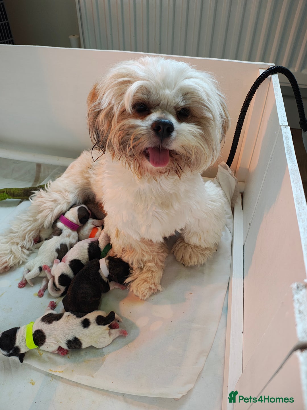 Lhasa Apso dogs for sale: Beautiful Lhasa apso pups - Image 6