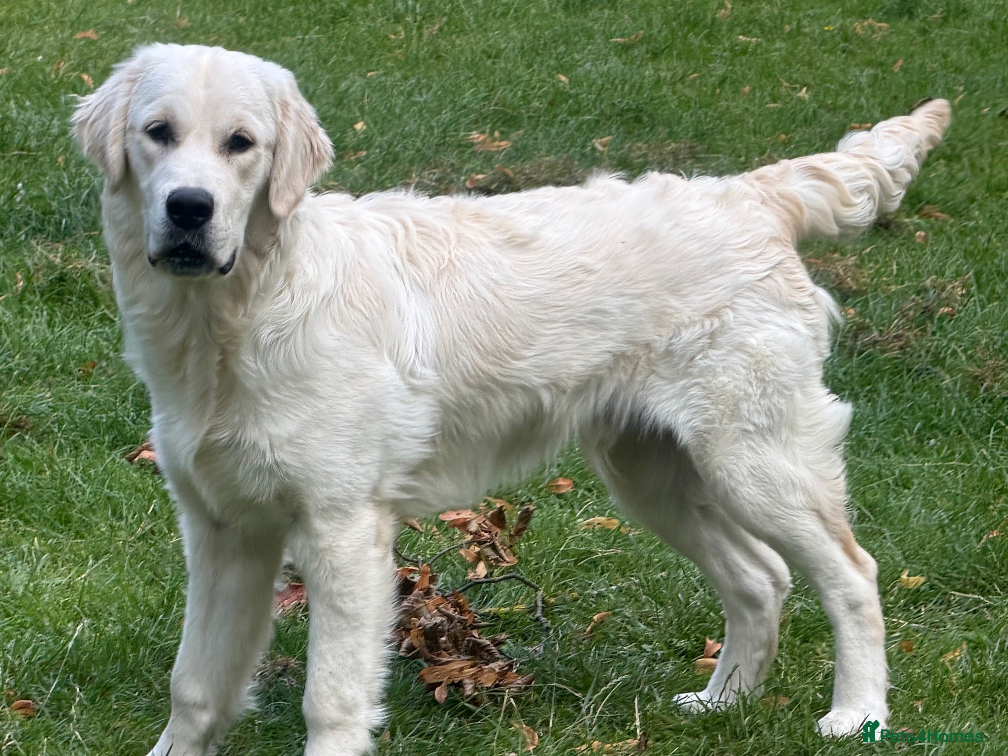 Golden Retriever dogs Male Golden Retriever  - Advert 3