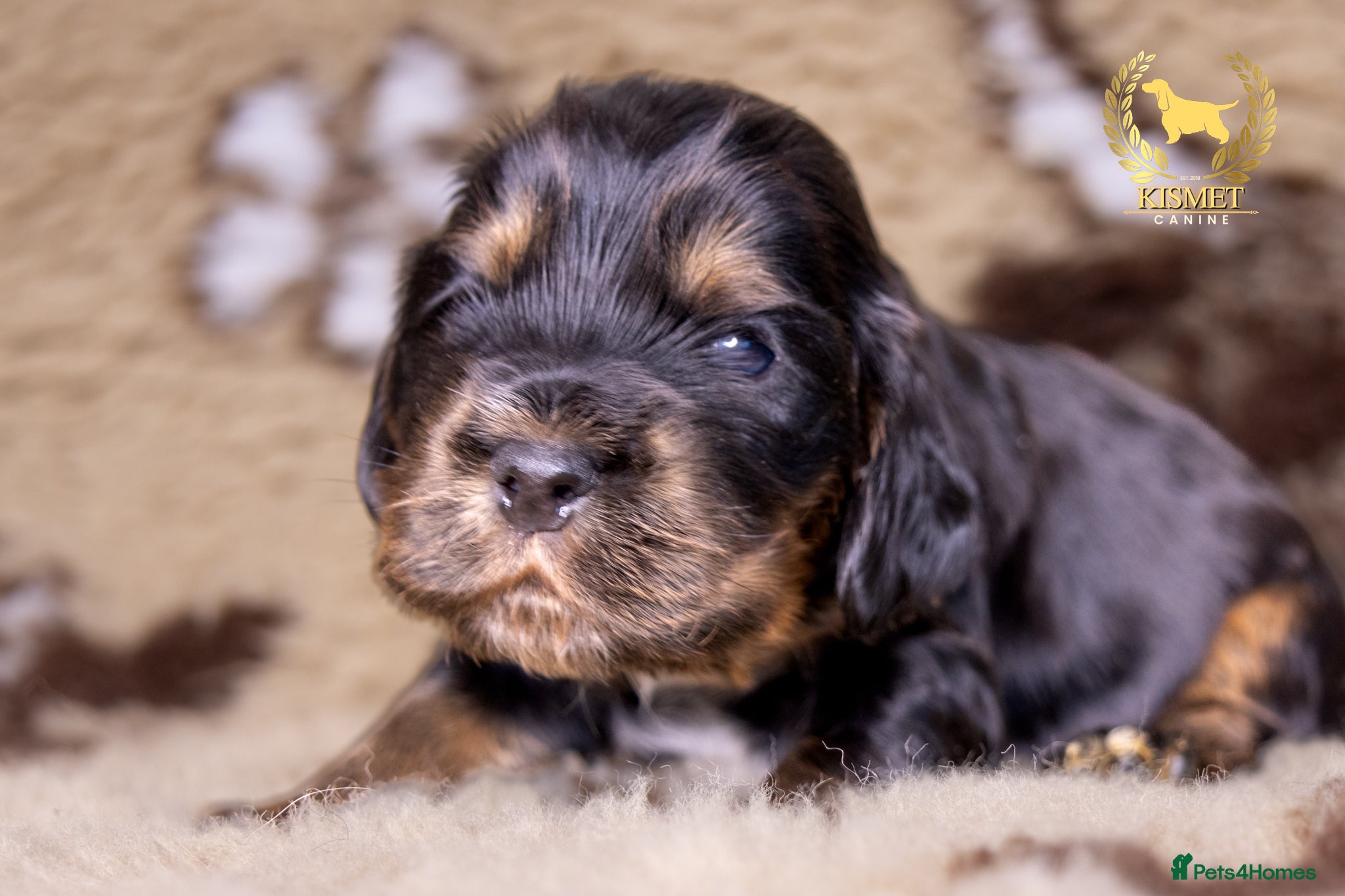 Cocker Spaniel dogs TRUE TO TYPE SHOW COCKER SPANIELS - Advert 1