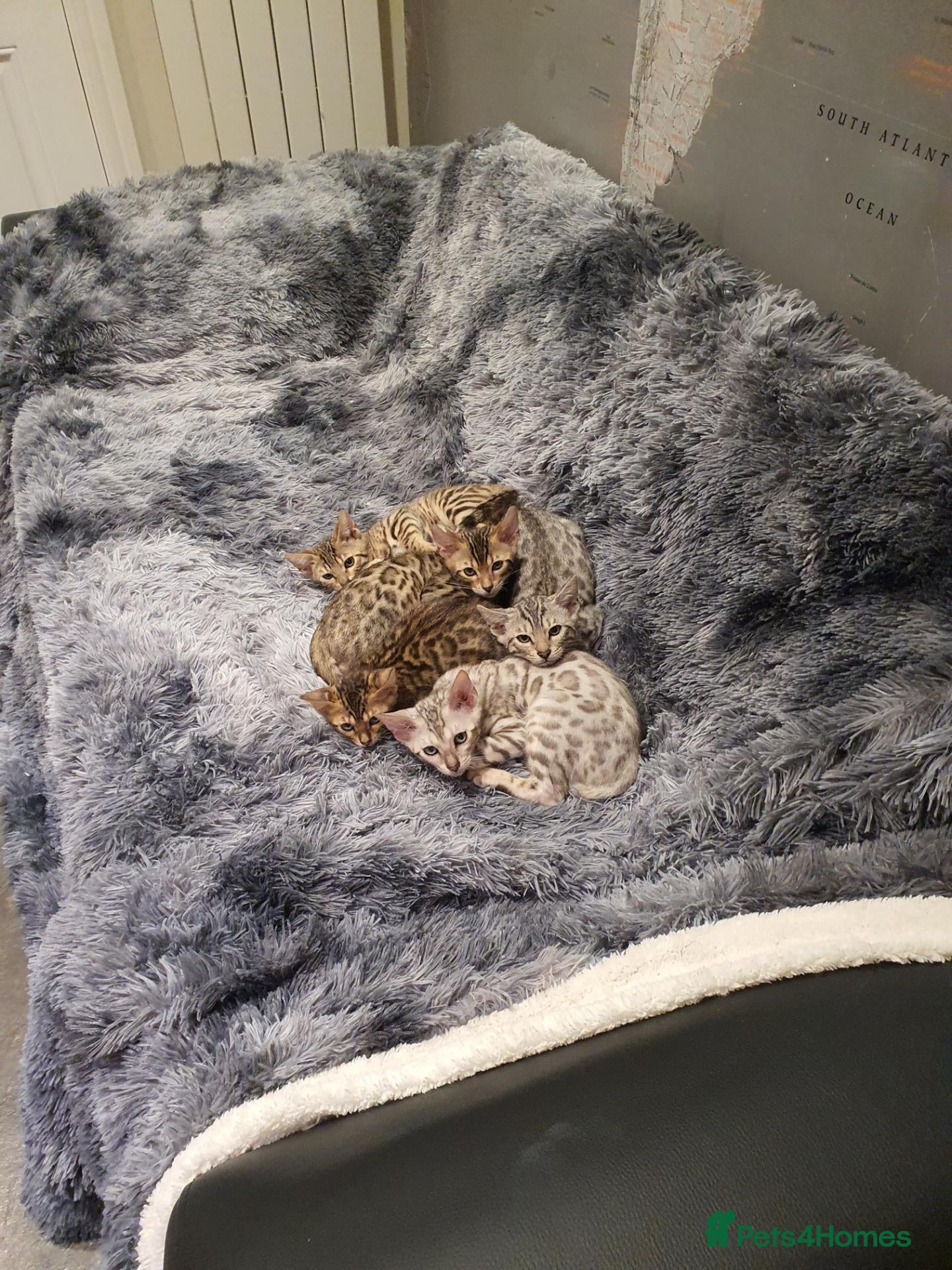 Bengal cats 🐆🐆Beautiful Pedigree Bengal Kittens🐆🐆  - Advert 2