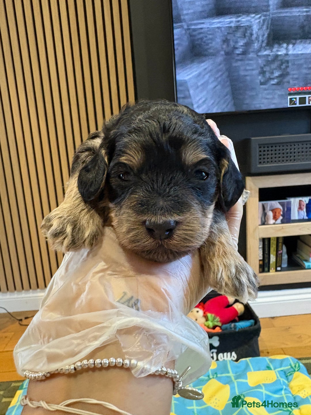 Cockapoo dogs for sale: ✨6 cockapoo puppies looking for forever home ✨ - Image 8