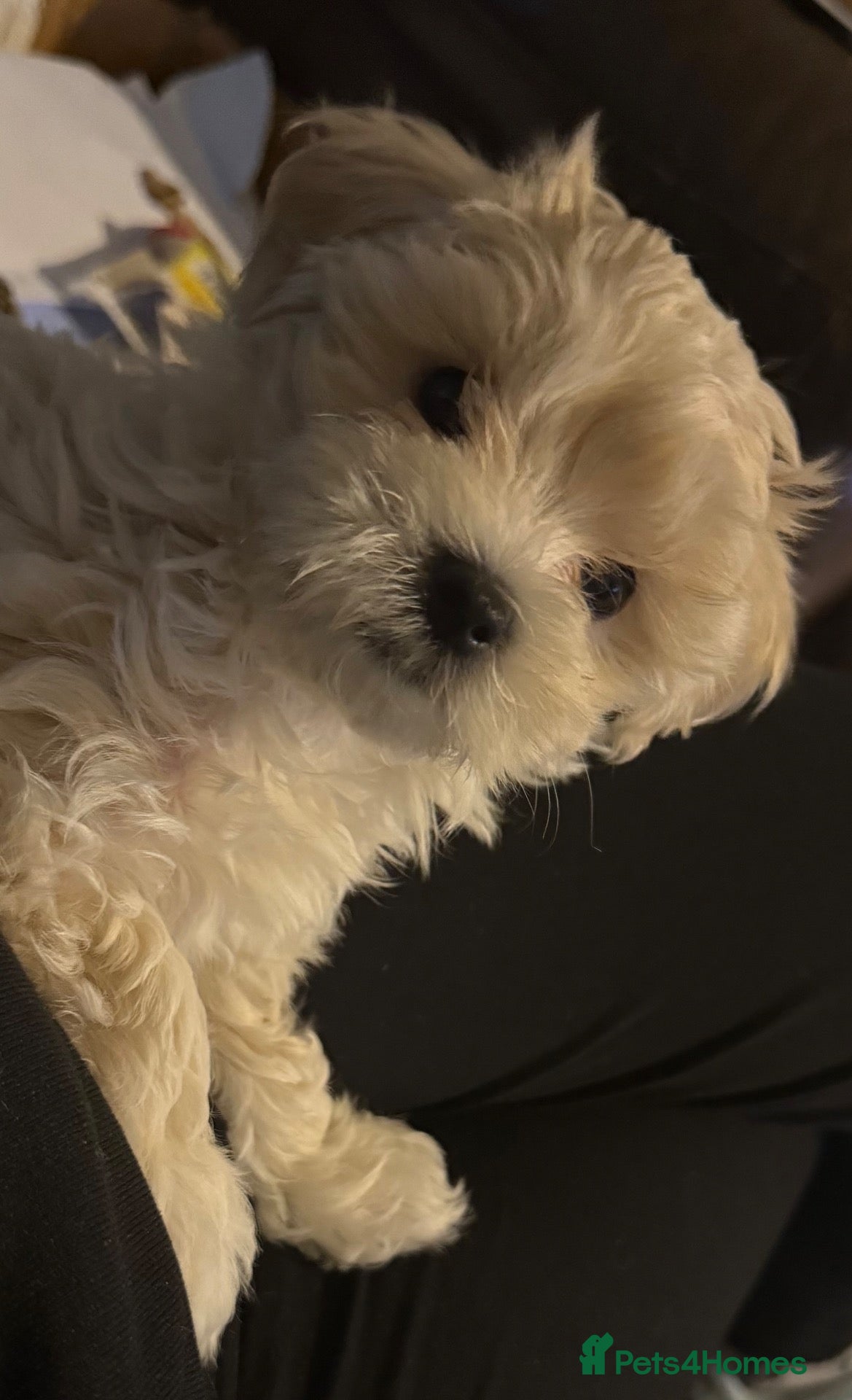 Maltipoo dogs Last girl left 7wks old Beautiful maltipoo puppy - Advert 18