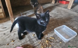 Mixed Breed cats for sale: Kittens x 3 - Image 2