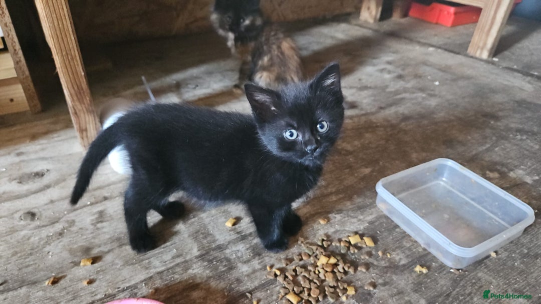 Mixed Breed cats for sale: Kittens x 3 - Image 2