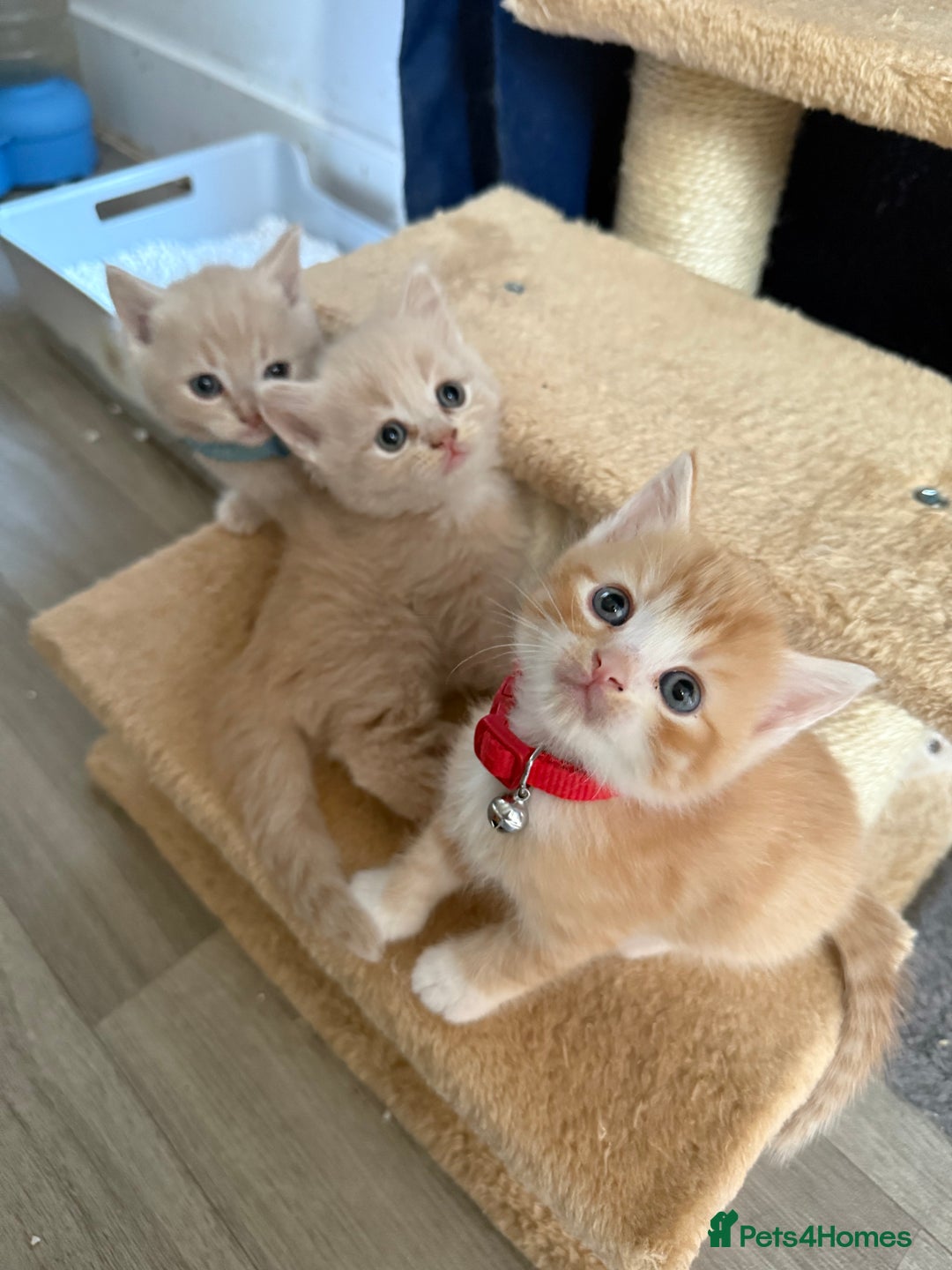 British Shorthair cats for sale: Beautiful half British shorthair kittens  - Image 4