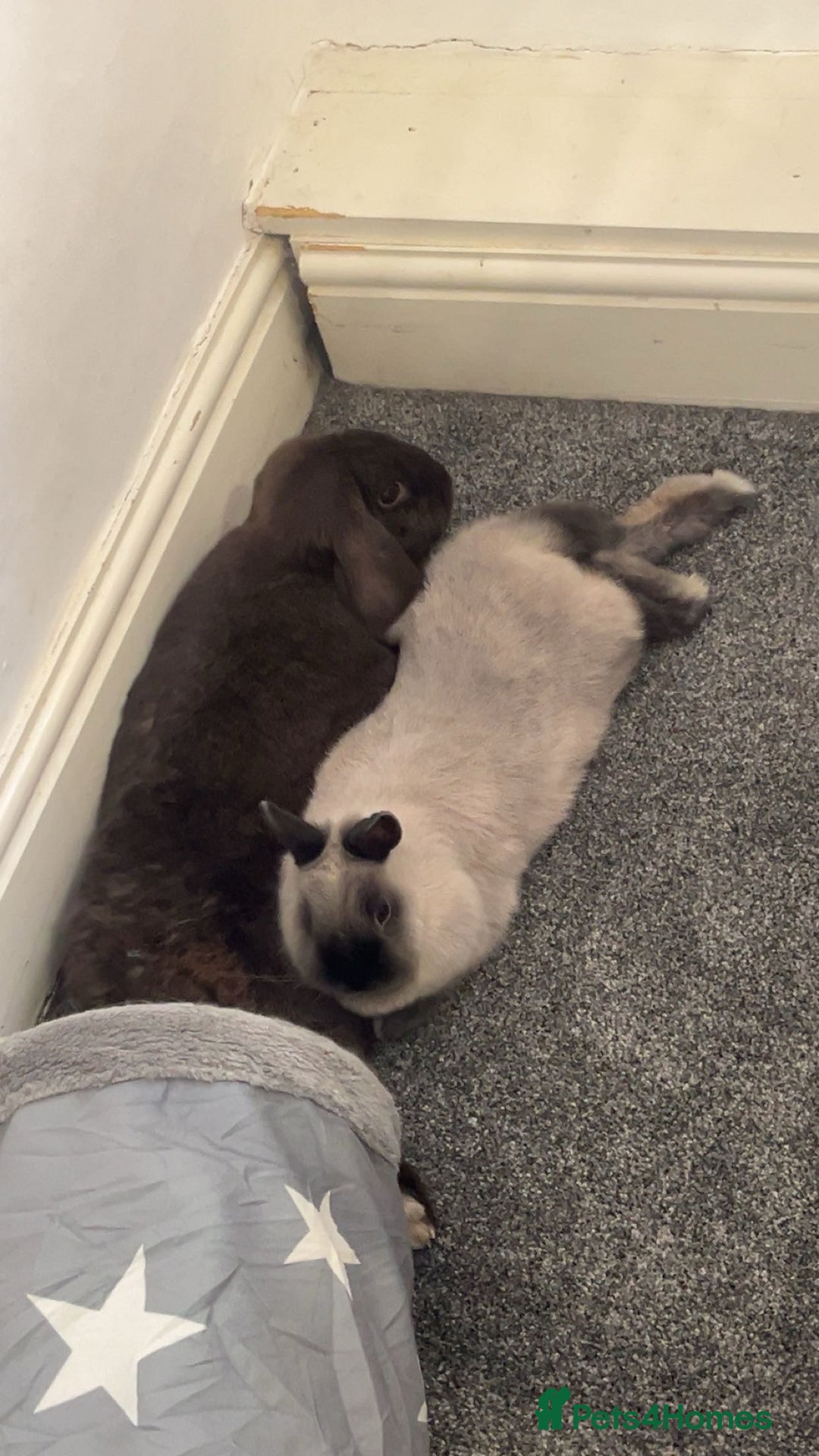 Netherland Dwarf rabbits for sale: Rehoming two beautiful rabbits - Advert 4