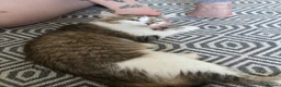 Domestic Shorthair cats for sale: Beautiful 2 Year Old Female in Cheltenham - Advert 4