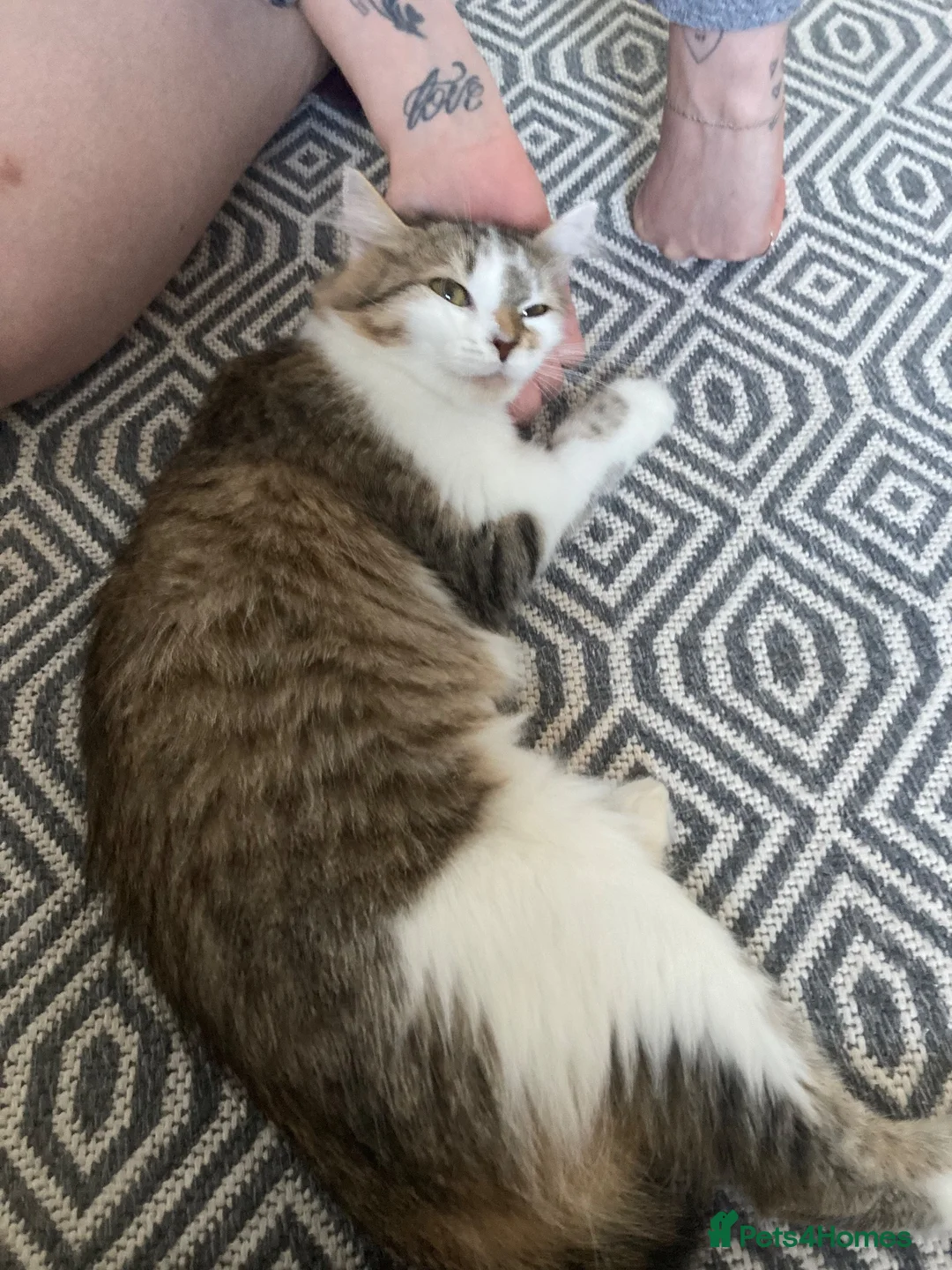 Domestic Shorthair cats for sale: Beautiful 2 Year Old Female in Cheltenham - Advert 4