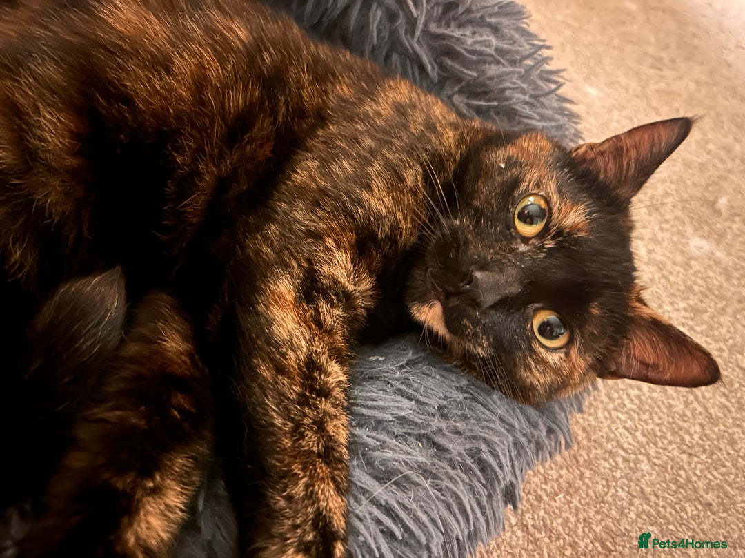 Domestic Shorthair cats for sale: Brother & Sister (not to be split) - Advert 10