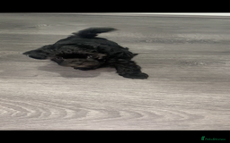 Maltipoo dogs for sale: F1 dollface Korean/Asian maltipoo fur babys  😍💙 - Advert 7