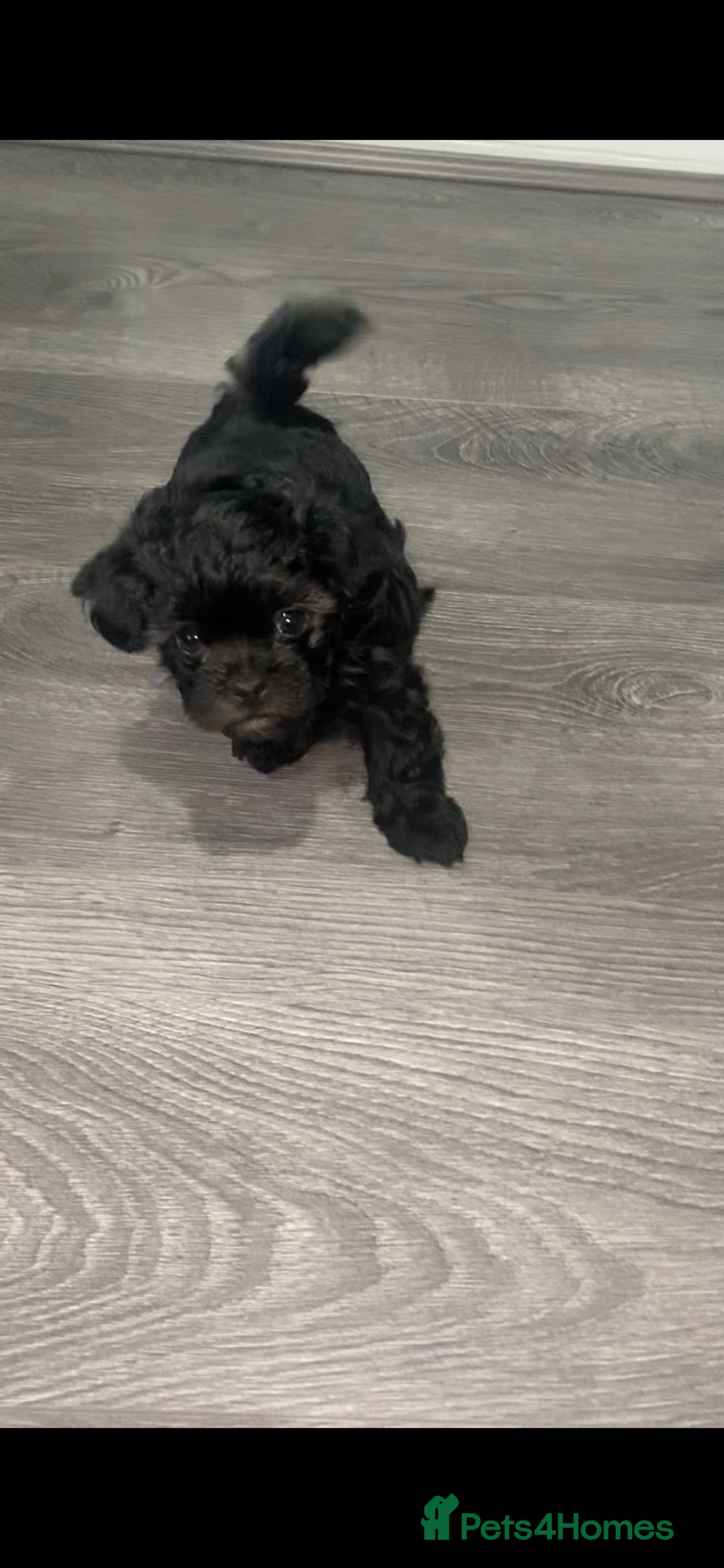 Maltipoo dogs for sale: F1 dollface Korean/Asian maltipoo fur babys  😍💙 - Advert 7