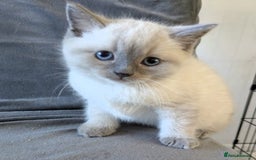 Ragdoll cats for sale: British Ragdoll kittens - Image 14