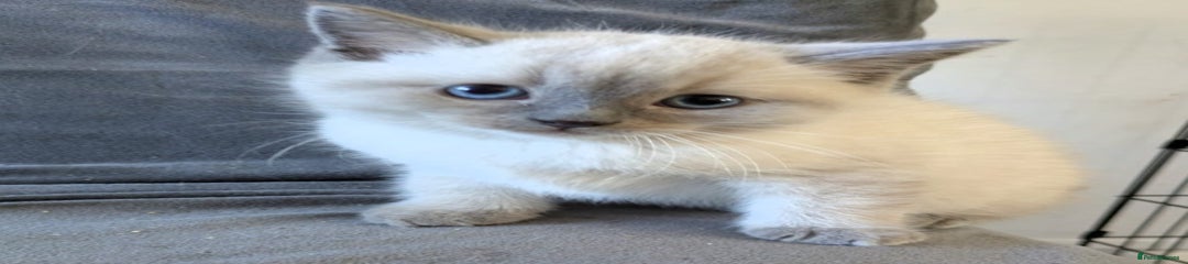 Ragdoll Kitten 3