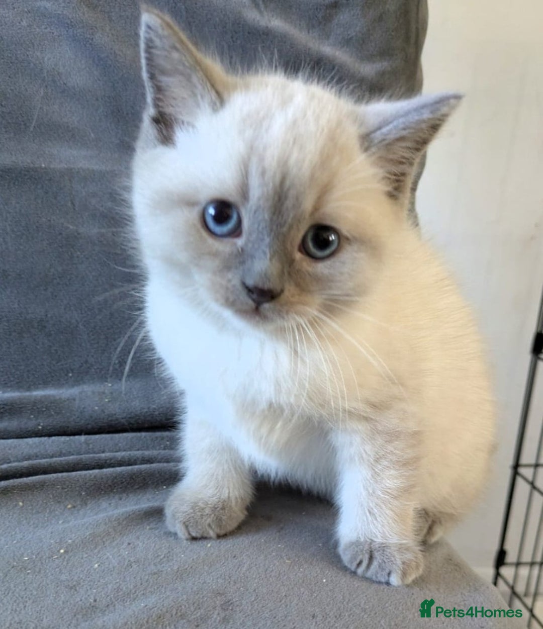 Ragdoll cats for sale: British Ragdoll kittens - Image 14