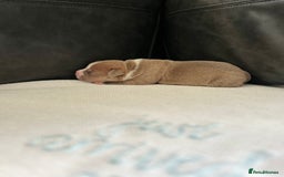 Staffordshire Bull Terrier dogs for sale: KC REG STAFFORDSHIRE BULL TERRIER PUPS - Image 5