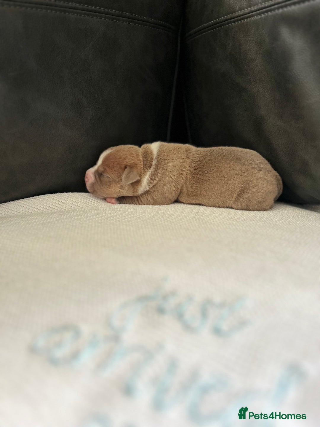 Staffordshire Bull Terrier dogs for sale: KC REG STAFFORDSHIRE BULL TERRIER PUPS - Image 5