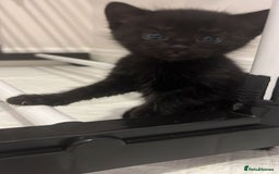 Domestic Shorthair cats for sale: Meet the Bean Salad – Our Little Litter! - Image 4