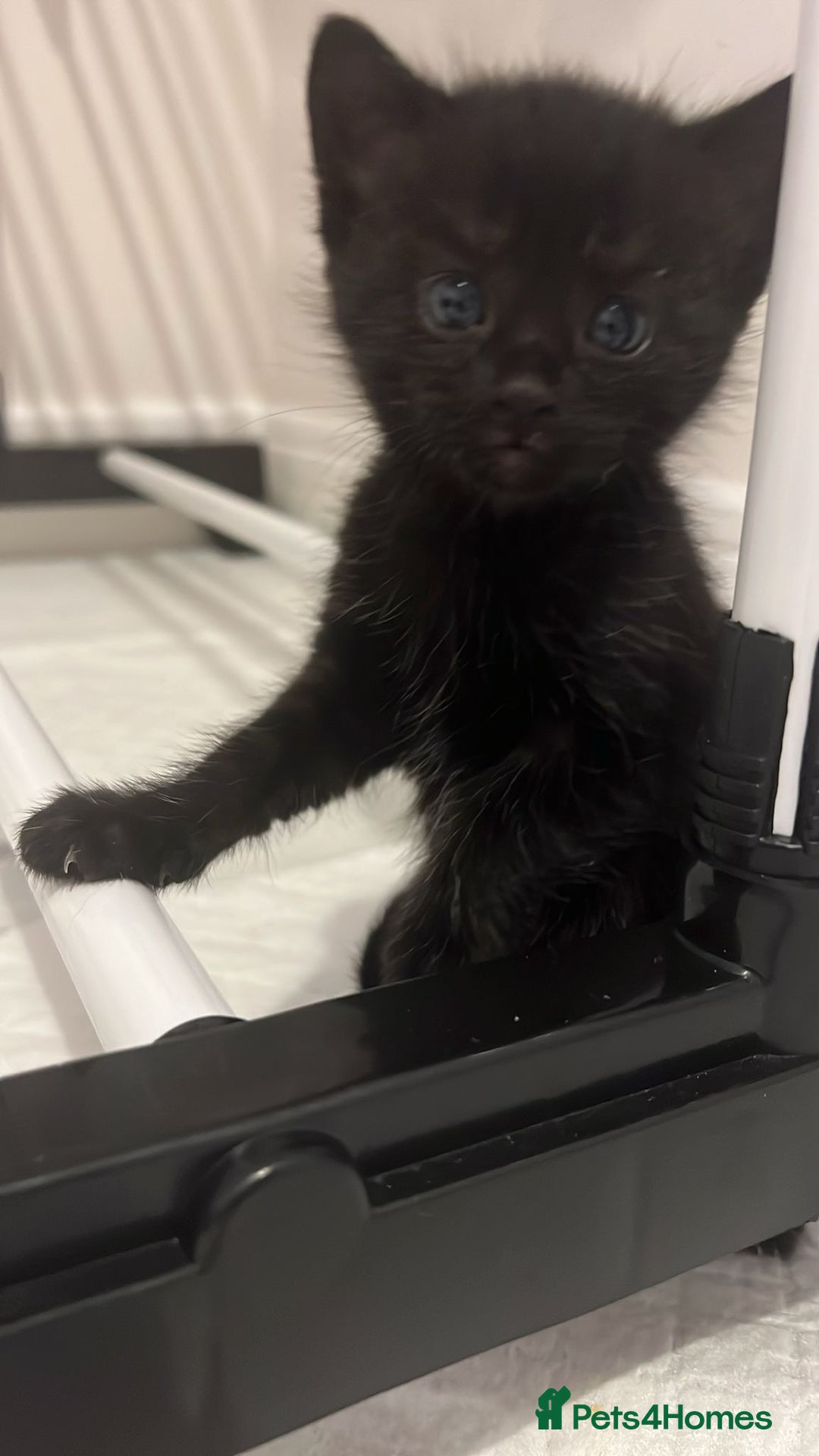 Domestic Shorthair cats for sale: Meet the Bean Salad – Our Little Litter! - Image 4
