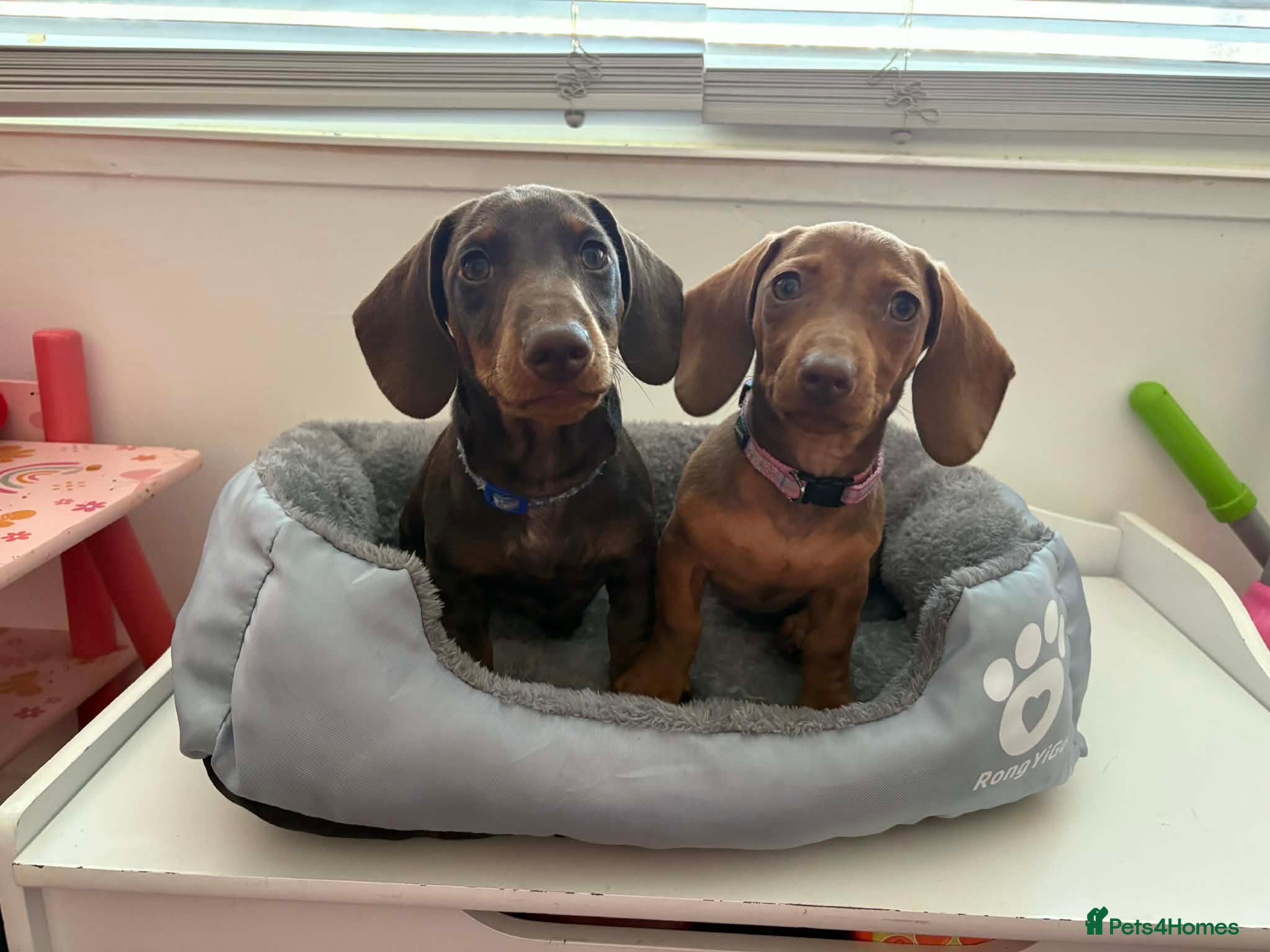 Miniature Dachshund dogs Absolutely Heartbreaking Rehoming – Bruno & Dusty - Advert 2