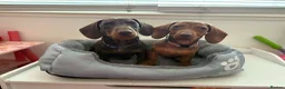Miniature Dachshund dogs for adoption: Absolutely Heartbreaking Rehoming – Bruno & Dusty - Advert 1